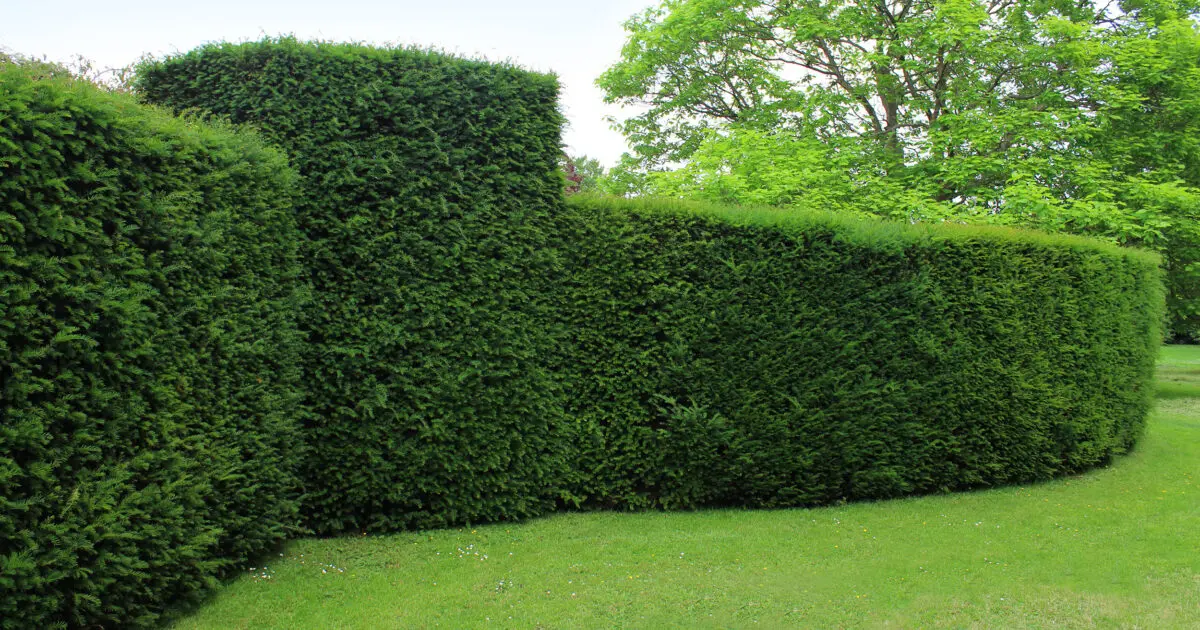 Gepflegte Hecke im Garten